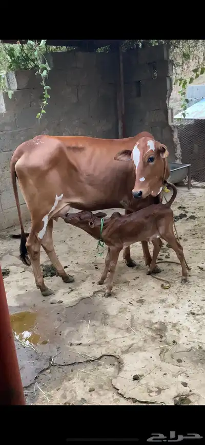 بقر بلدي 0