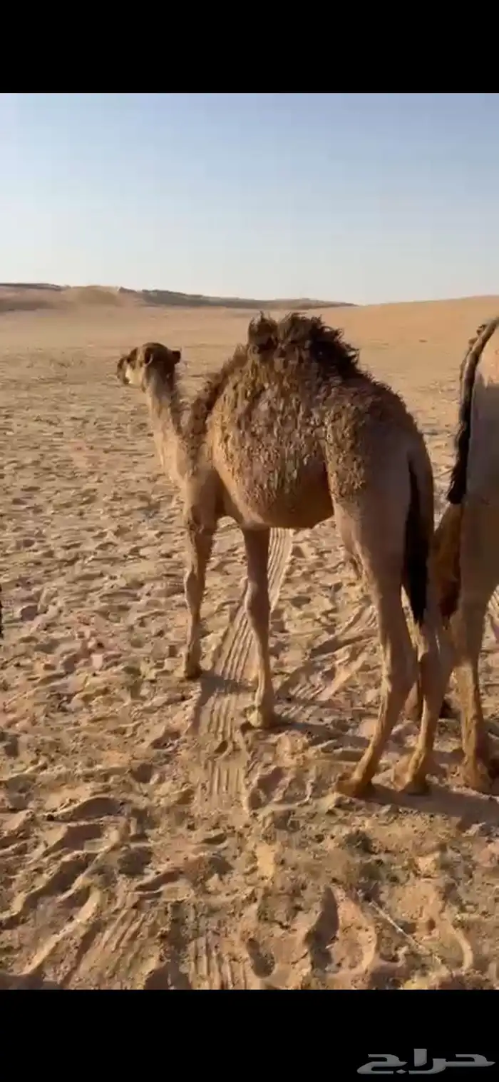 قعدان 1