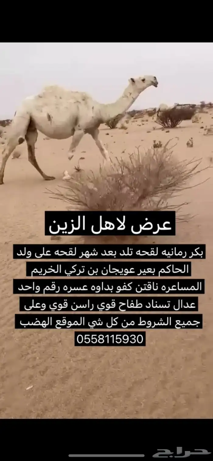 بكر وضحا قويه 0