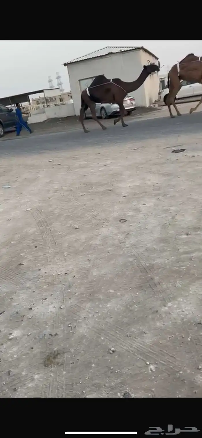 للبيع نياق 2