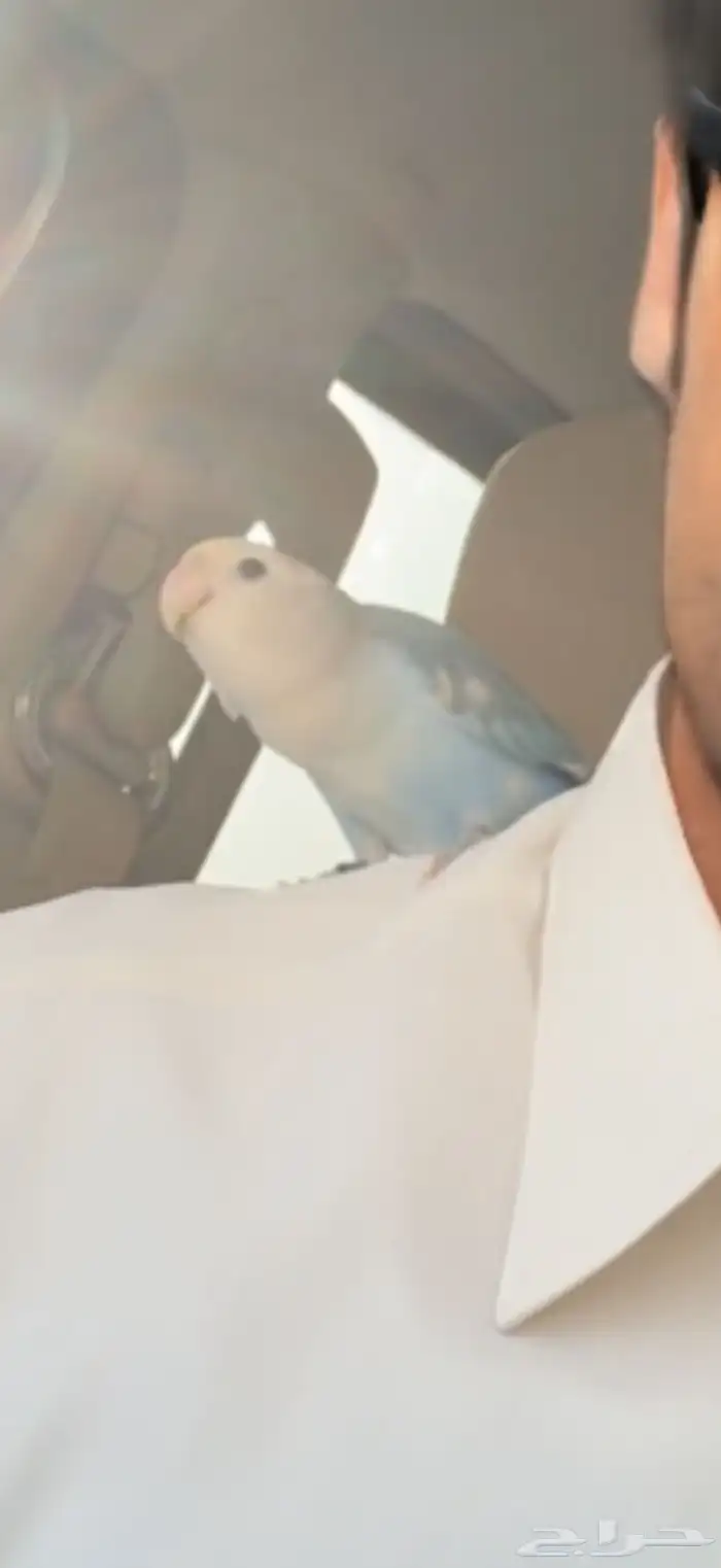 ببغاء الروز 2