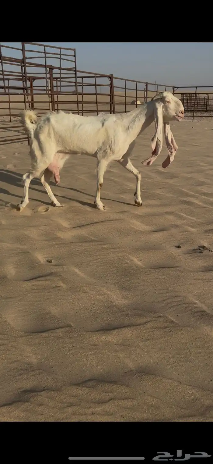 رغوث طيبه خصم 0