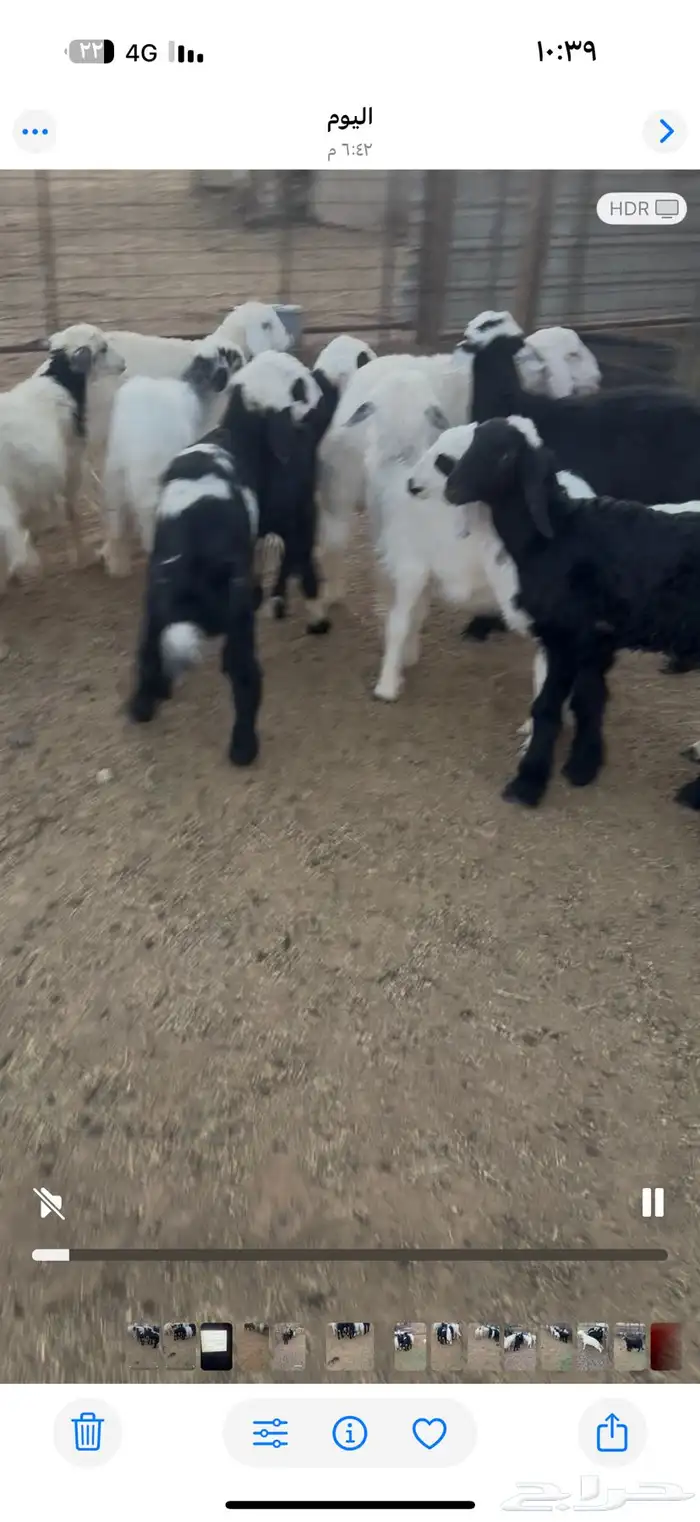 اعرض لكم طليان ورخال فيها 6 نجد والباقي حبص من ثلاثه شهور 4