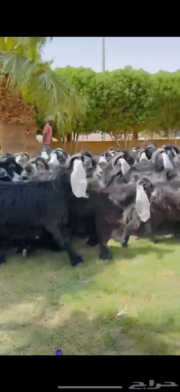 مراح عوارض فاخره 55 ب الفحول 2 4