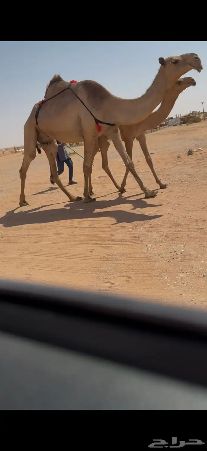 عشرا شعلا حدرها بكره 2