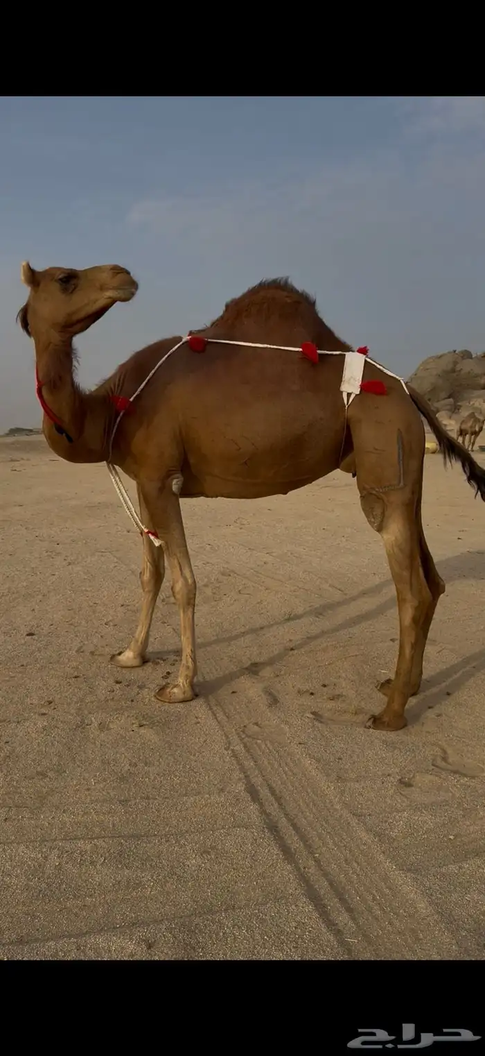 لقحة ساحلية حمراء 3