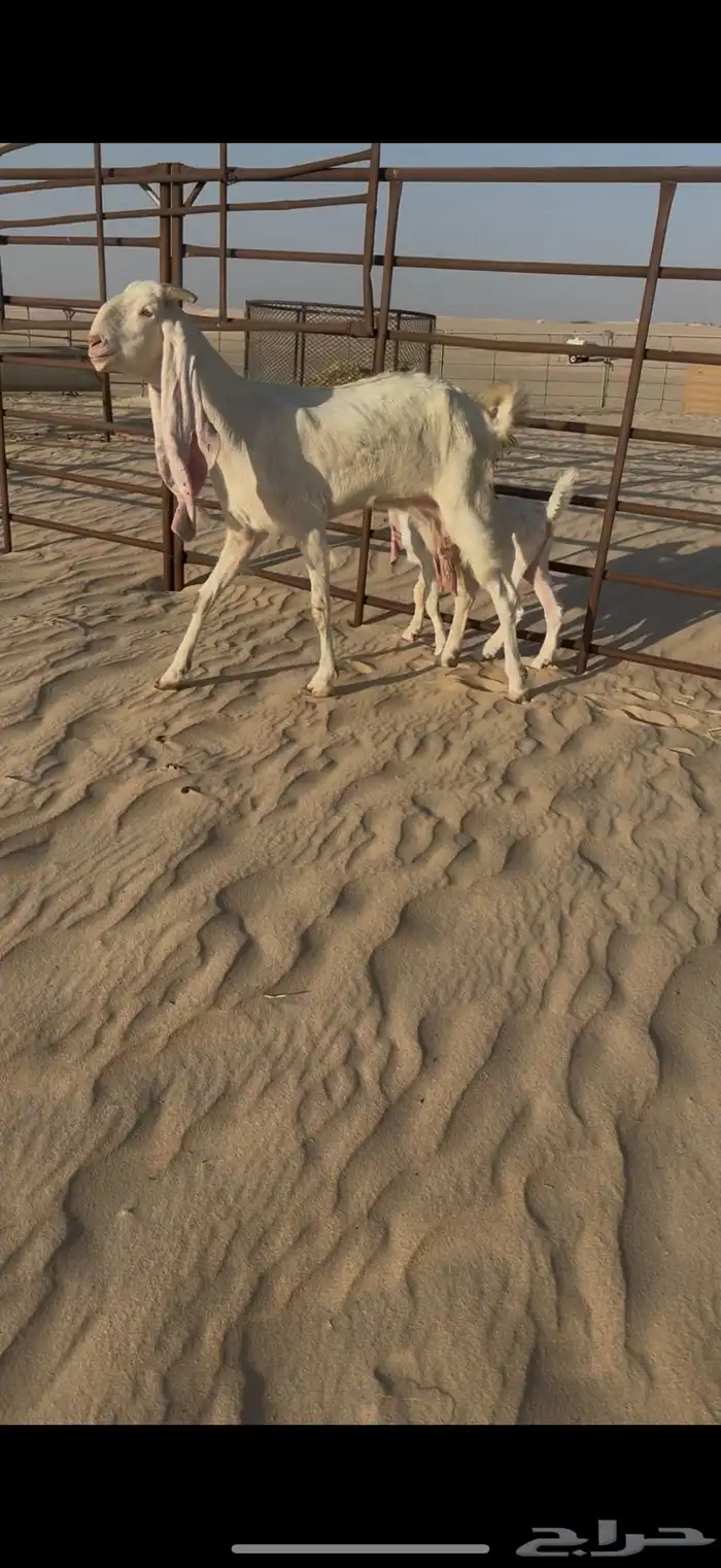 رغوث طيبه خصم 1