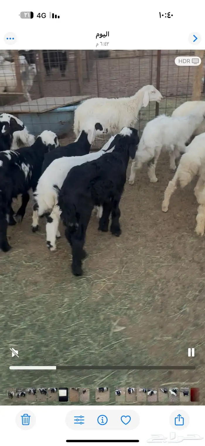 اعرض لكم طليان ورخال فيها 6 نجد والباقي حبص من ثلاثه شهور 0