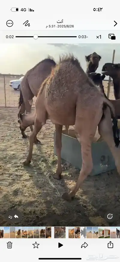 حشو العدد 2 طيبه وبريه الموقع ضواحي ثرب 0