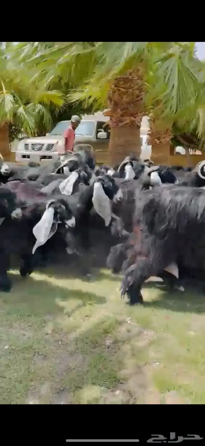 مراح عوارض فاخره 55 ب الفحول 2 11