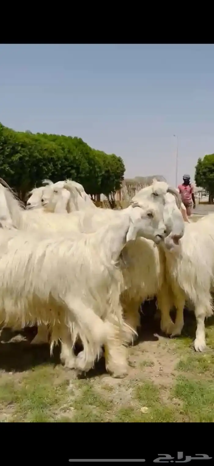 مراح عوارض بيض فااخره 1