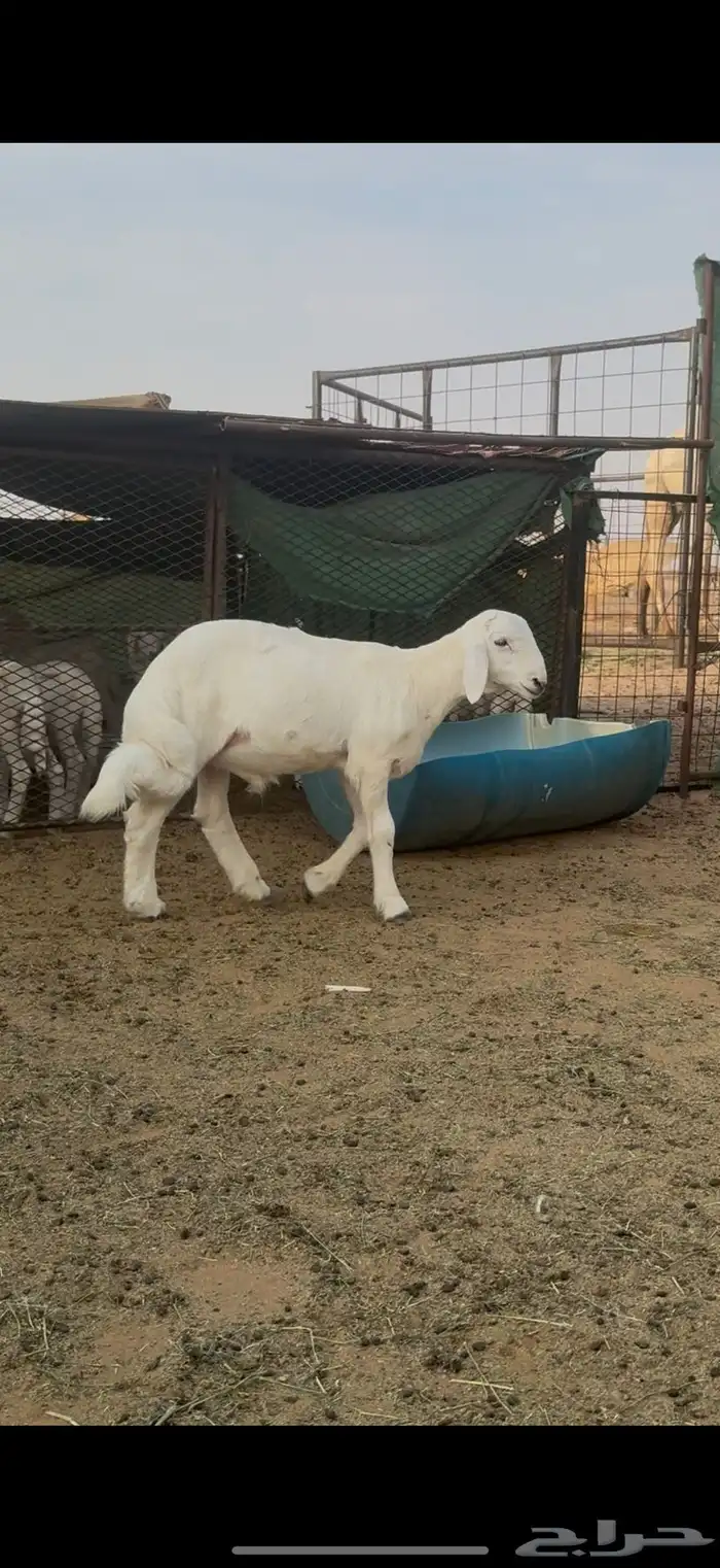 طليان مشاريع فحول كفو حريات 3