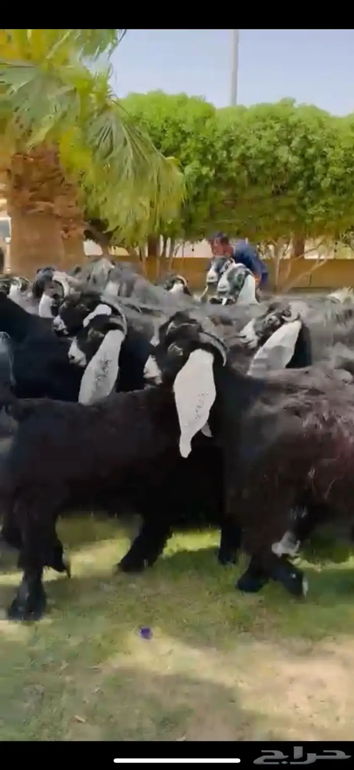 مراح عوارض فاخره 55 ب الفحول 2 1