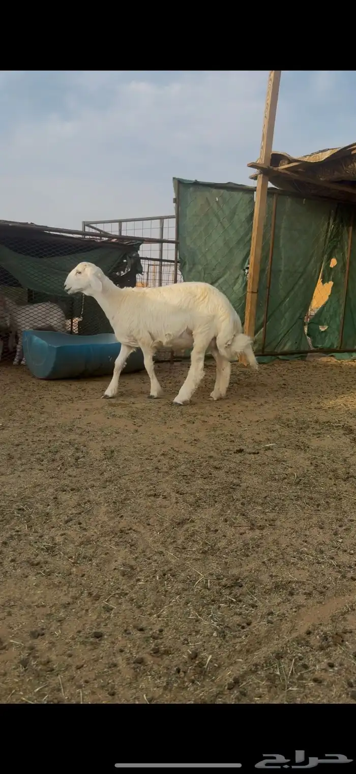 طليان مشاريع فحول كفو حريات 4