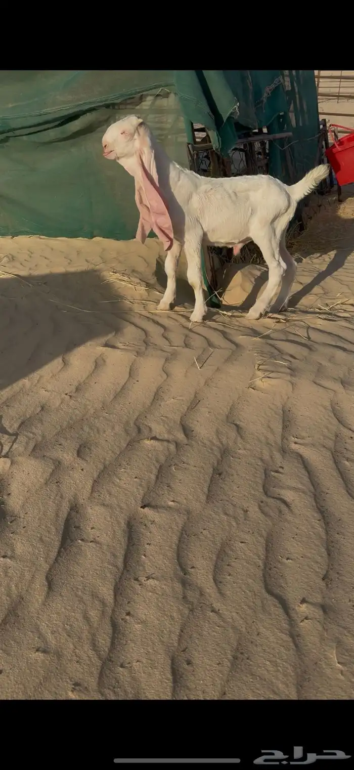 رغوث طيبه خصم 2