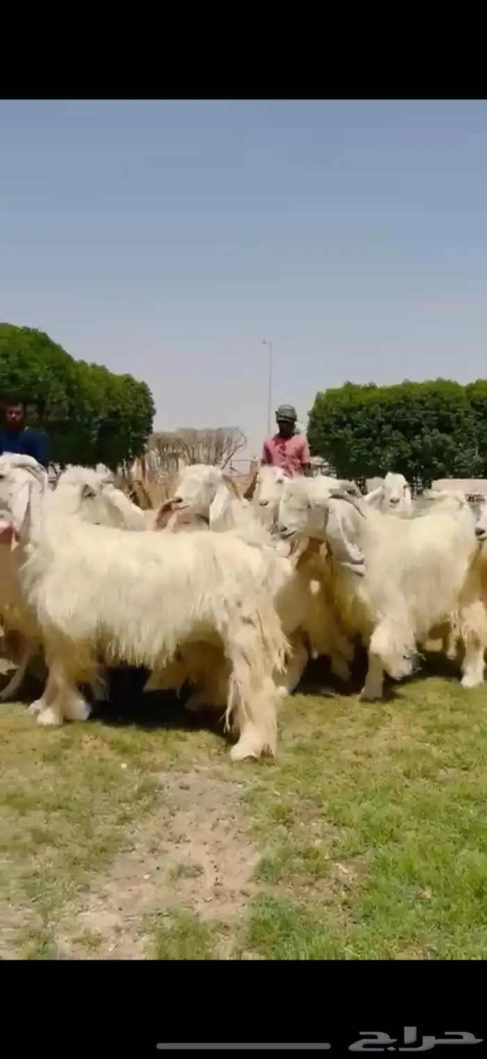 مراح عوارض بيض فااخره 9