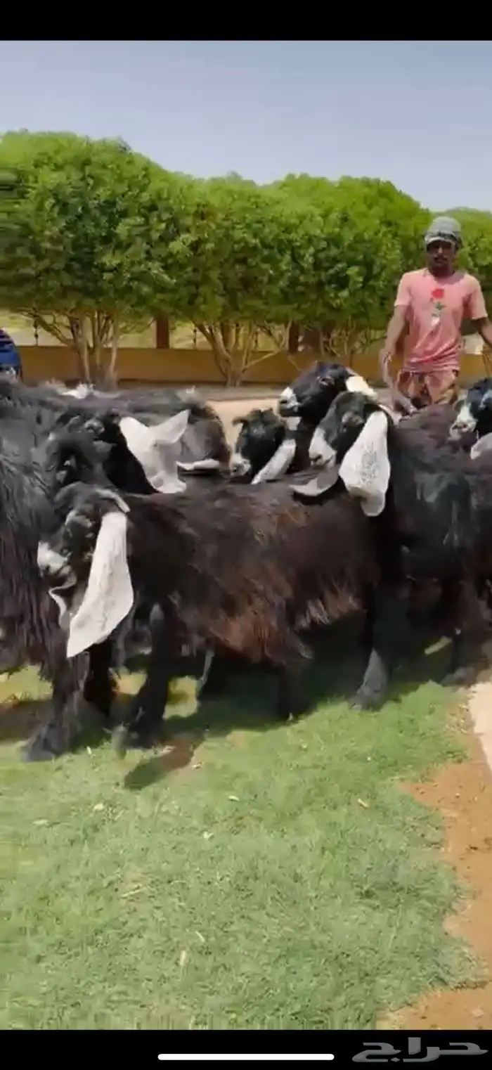 مراح عوارض فاخره 55 ب الفحول 2 7