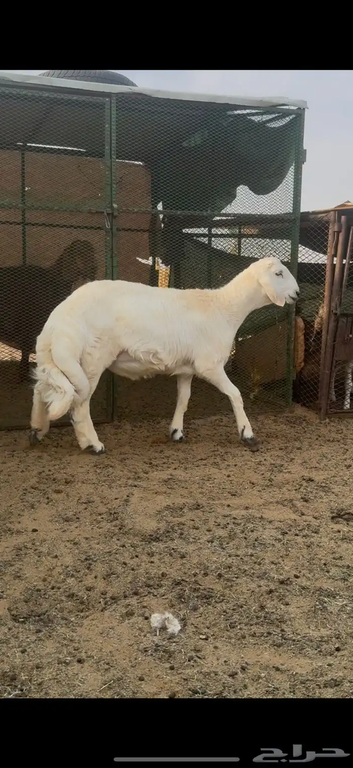 طليان مشاريع فحول كفو حريات 1