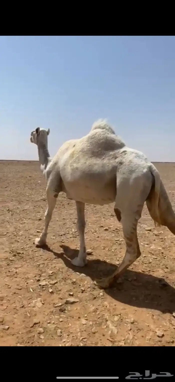 ضروبه 0