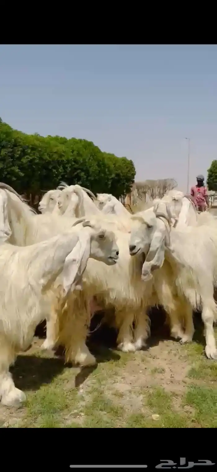 مراح عوارض بيض فااخره 3