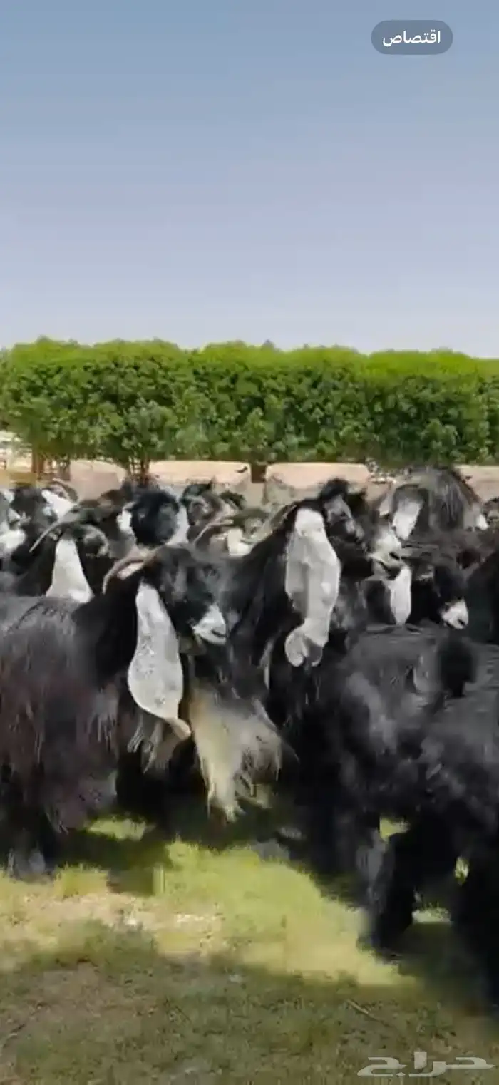 مراح عوارض فاخره 55 ب الفحول 2 0