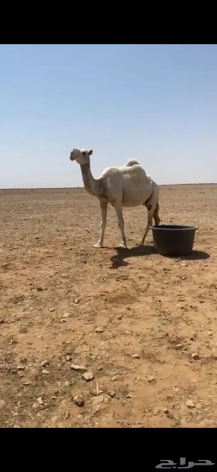 ضروبه 1