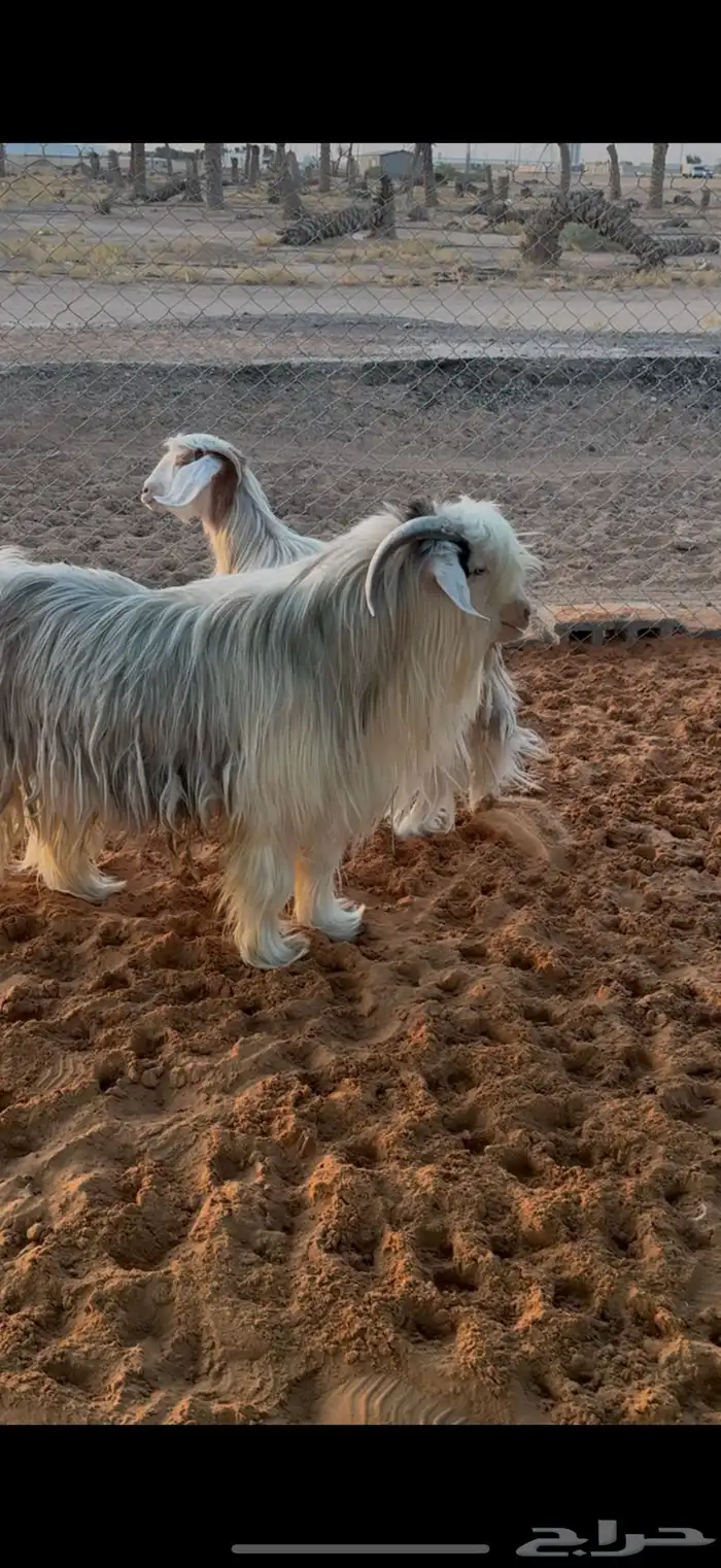عنز وتيس رحبي 3