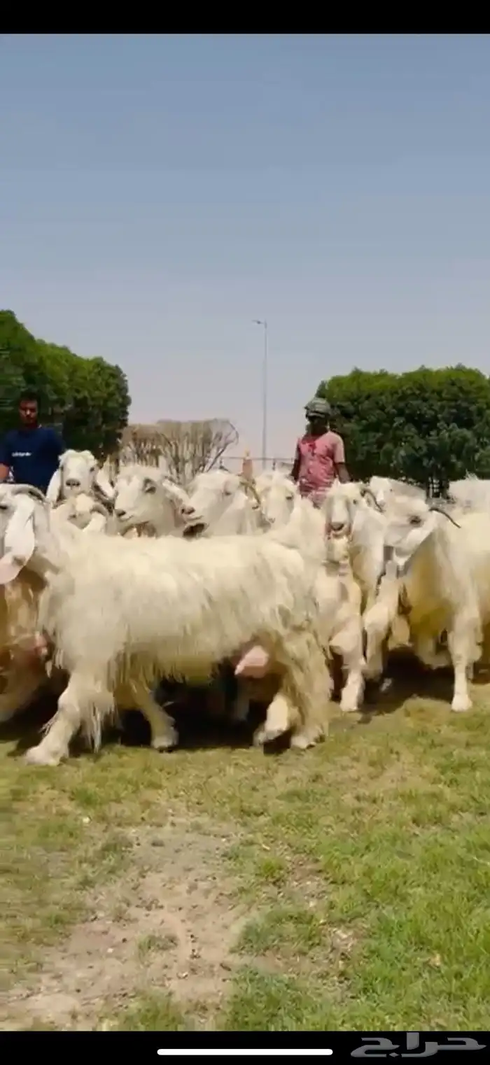 مراح عوارض بيض فااخره 7