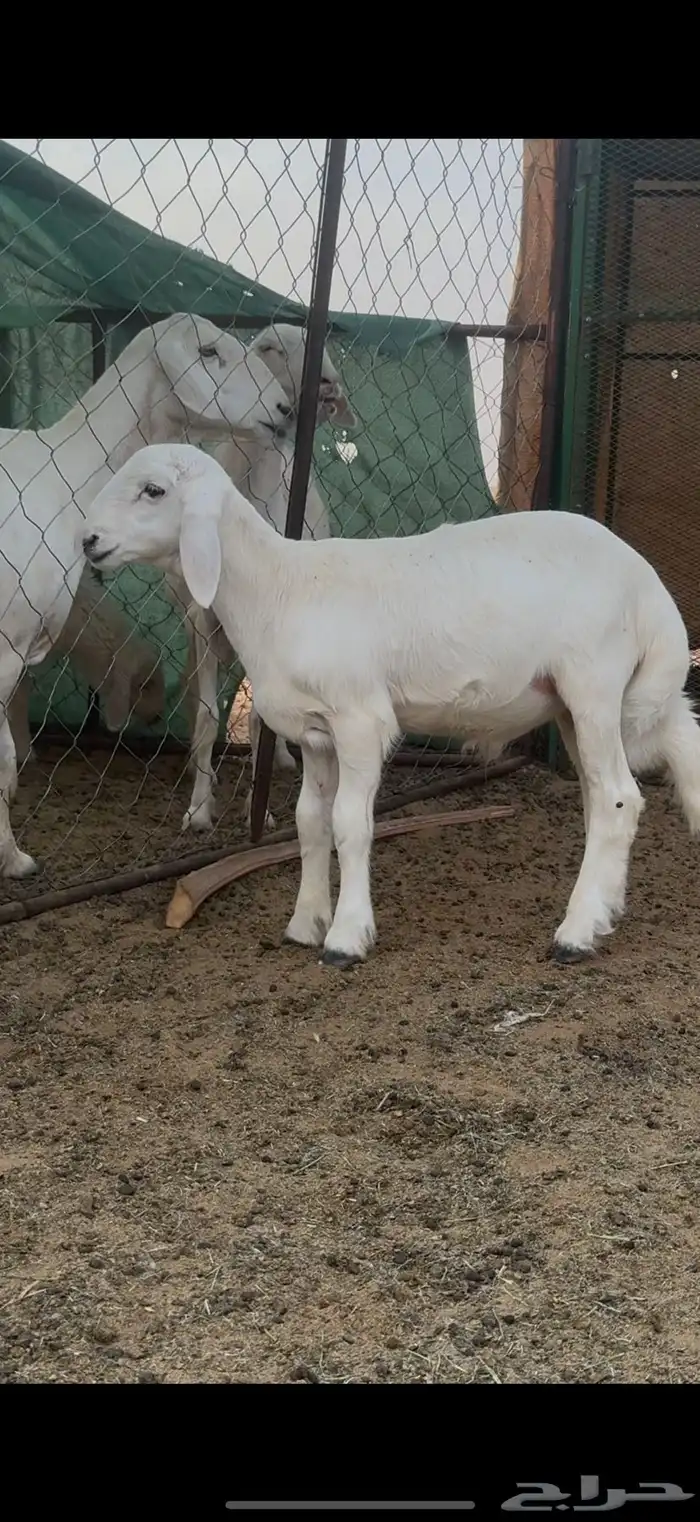 طليان مشاريع فحول كفو حريات 2