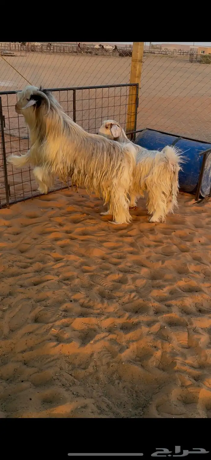 عنز وتيس رحبي 2