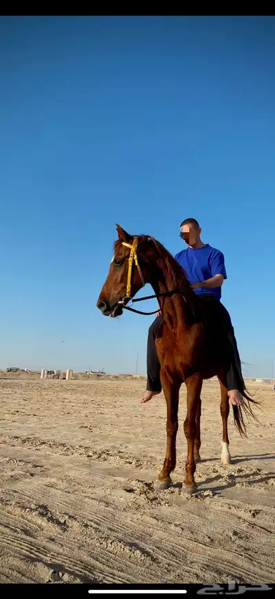 حصان شعبي احمر 0