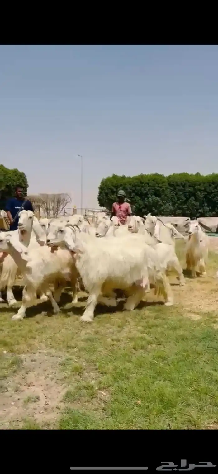 مراح عوارض بيض فااخره 12