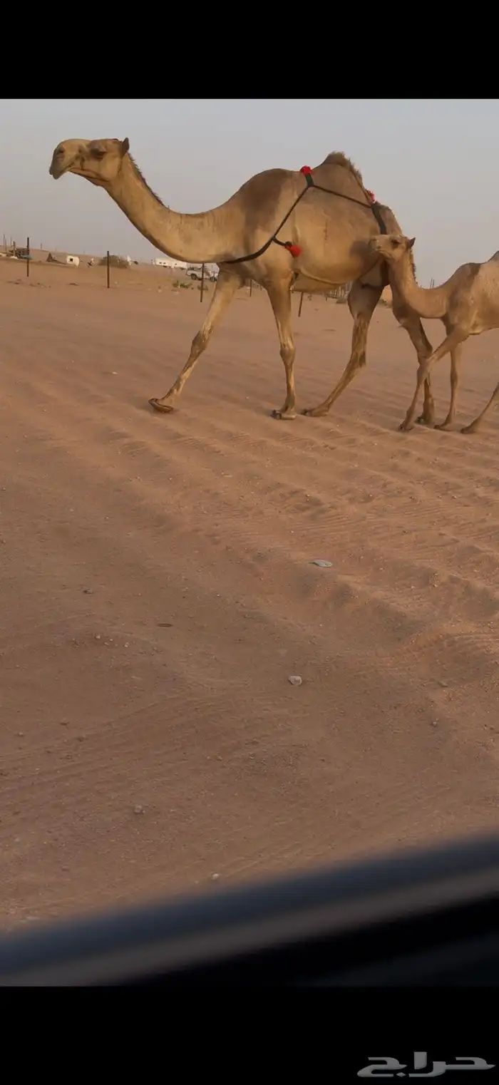 عشرا شعلا حدرها بكره 4