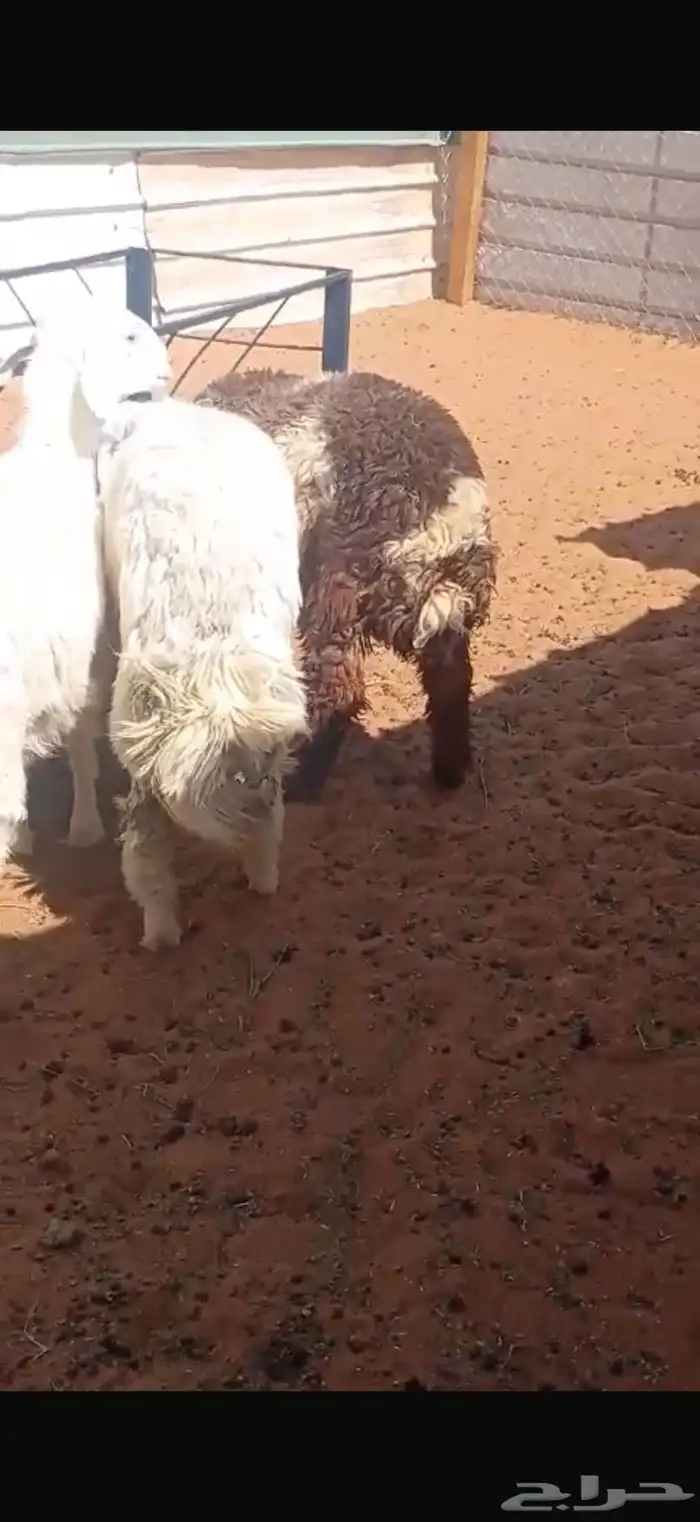 برمه 0