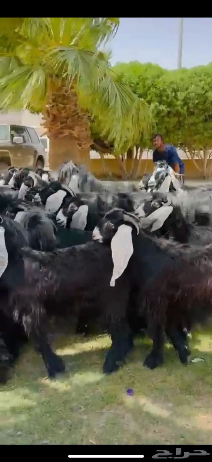 مراح عوارض فاخره 55 ب الفحول 2 3
