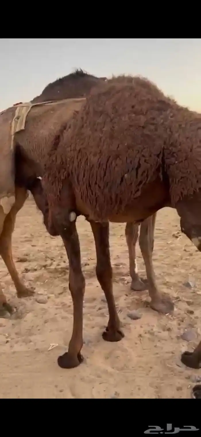 قعود لباني طيب 0