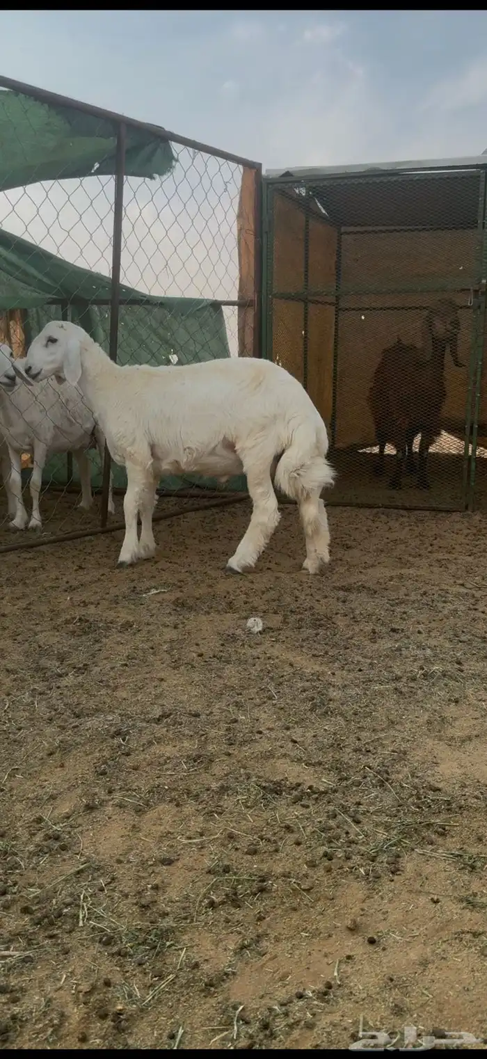 طليان مشاريع فحول كفو حريات 5