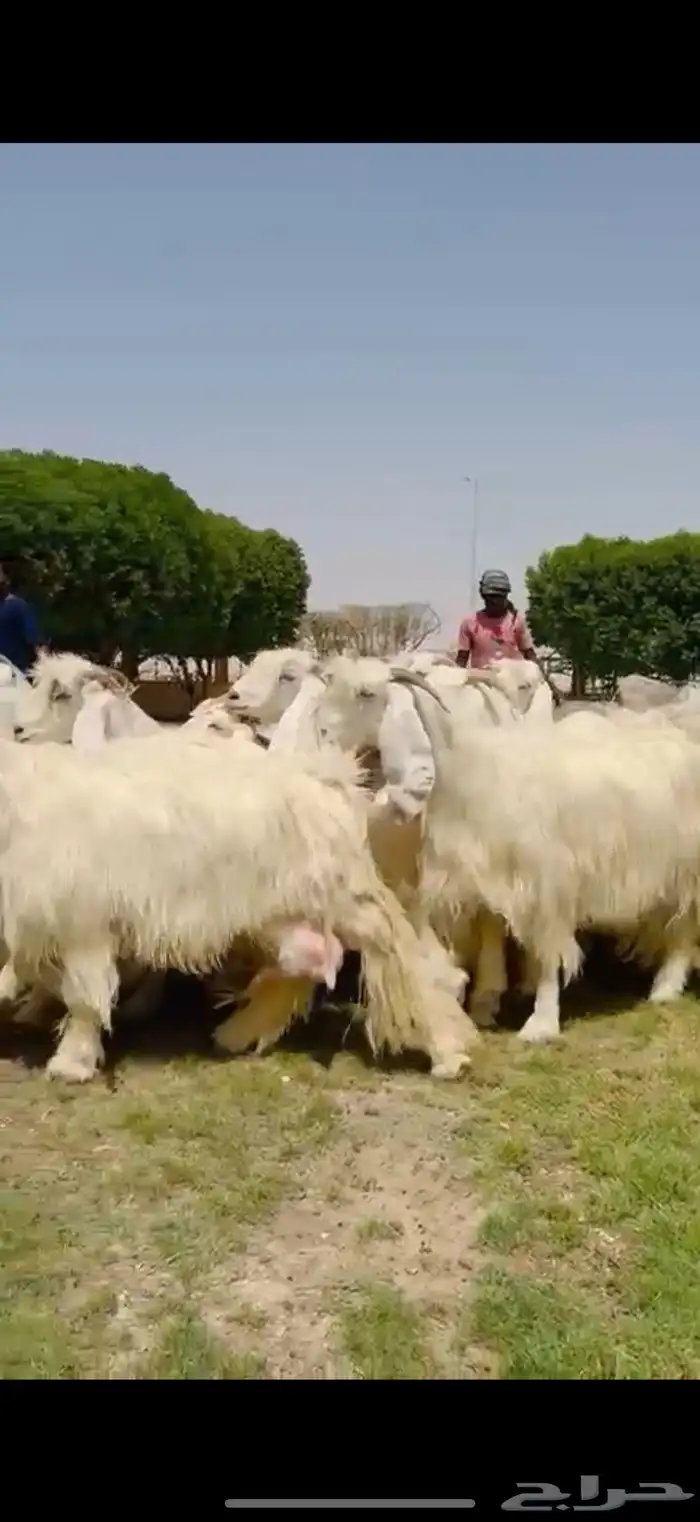 مراح عوارض بيض فااخره 10