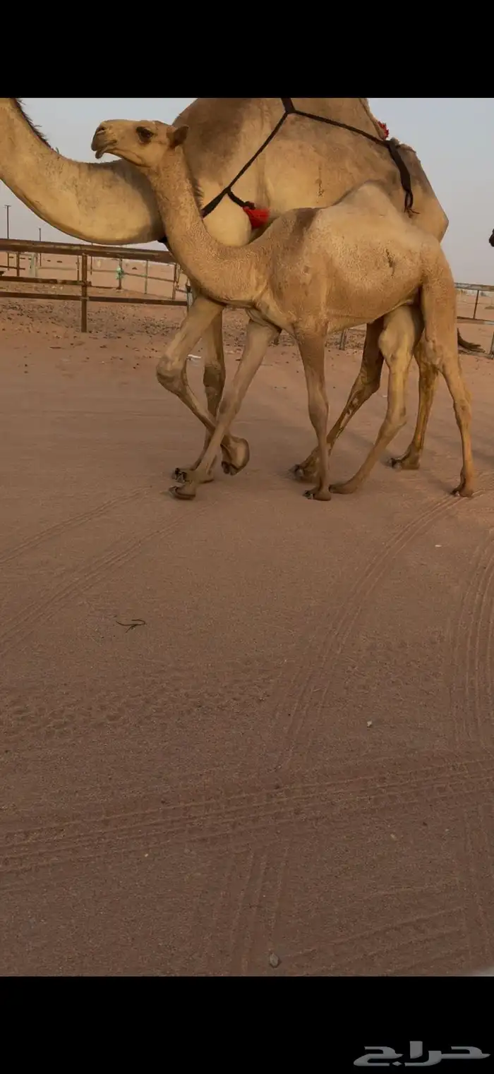 عشرا شعلا حدرها بكره 8