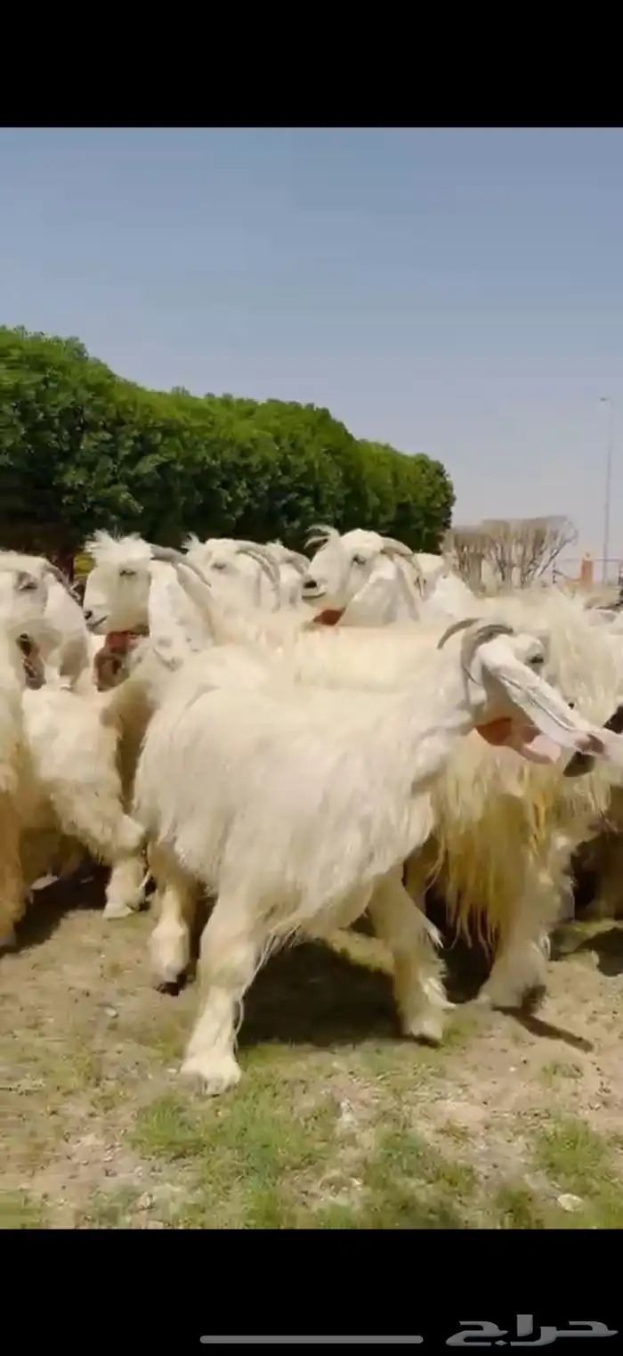 مراح عوارض بيض فااخره 5
