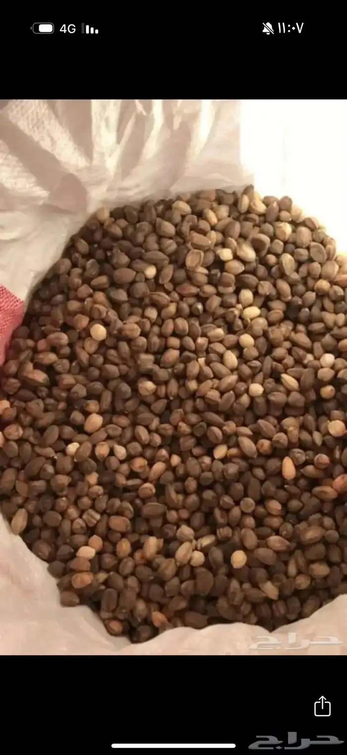 بذور البان العربي اليسر 0