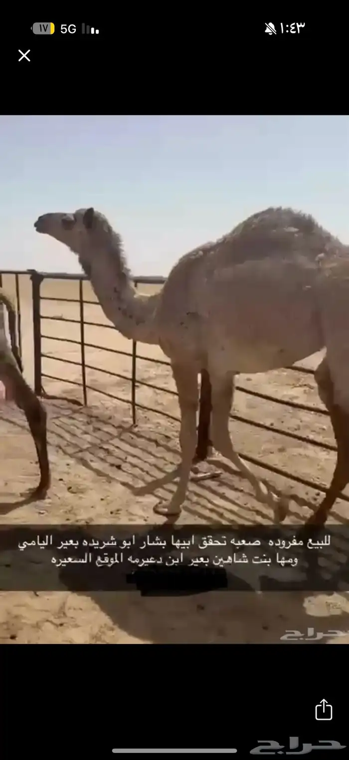 للبيع بكره 0