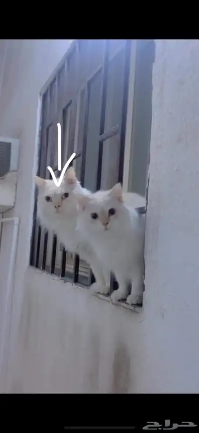 مفقود 0