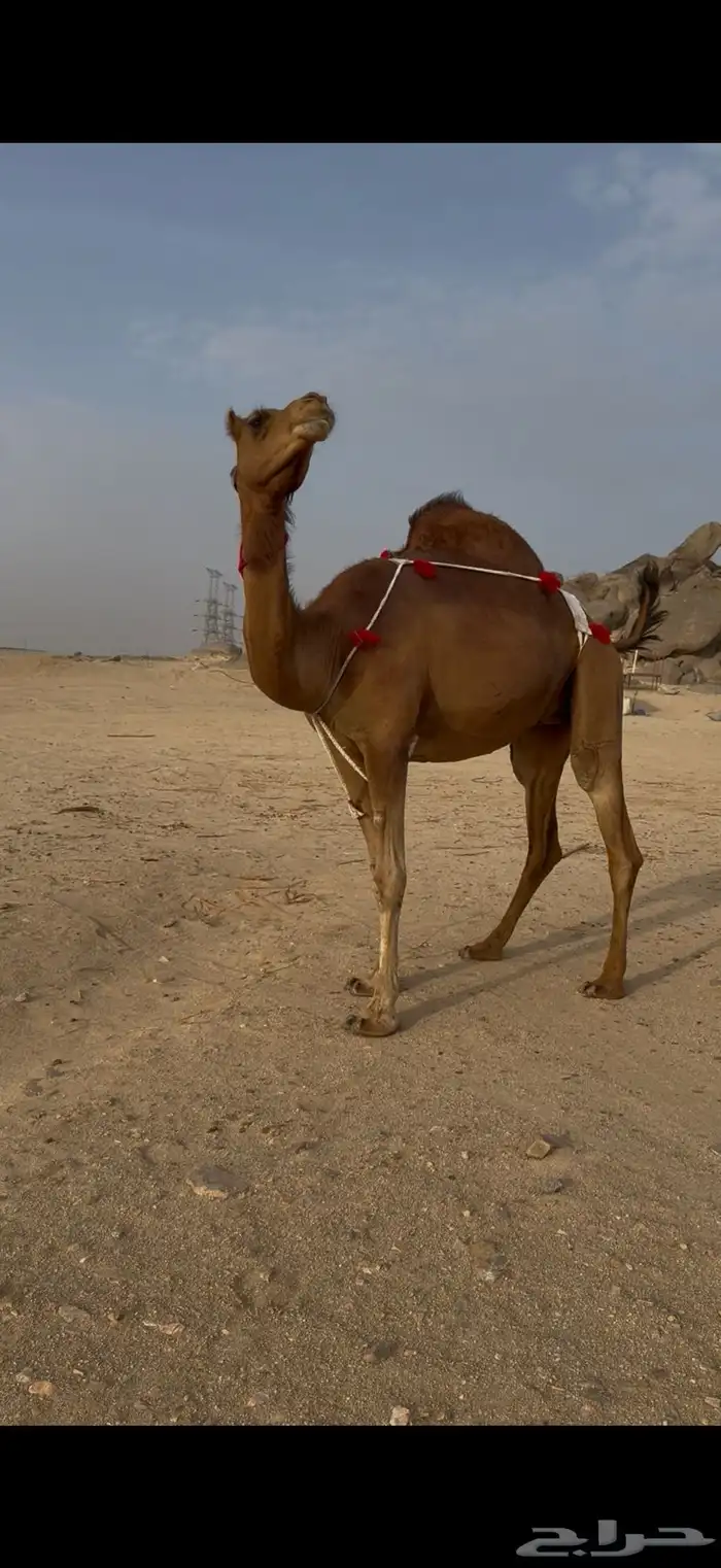 لقحة ساحلية حمراء 2