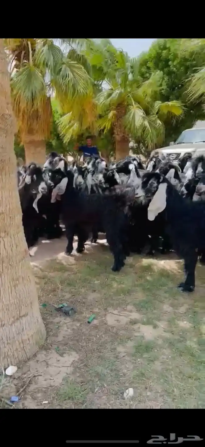 مراح عوارض فاخره 55 ب الفحول 2 16