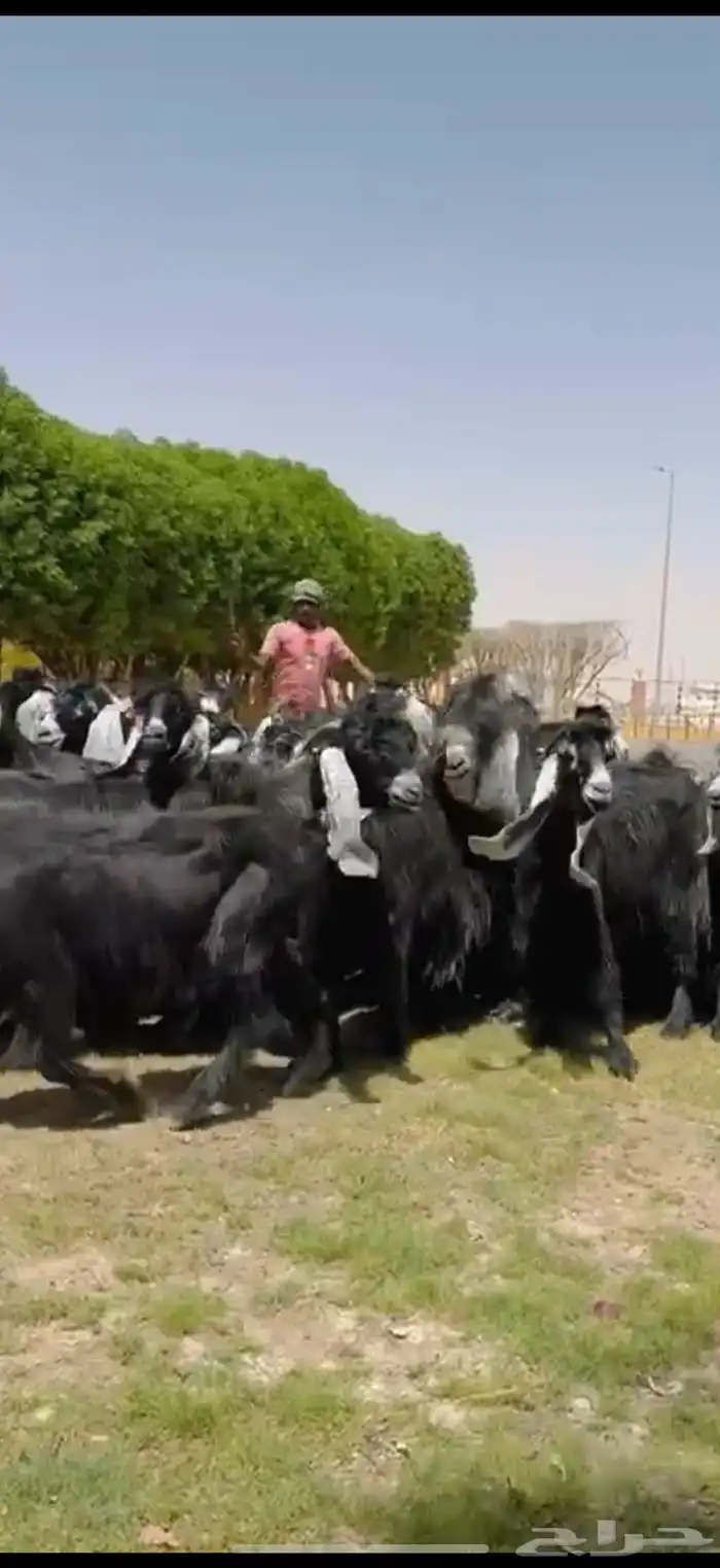 مراح عوارض فاخره 55 ب الفحول 2 13