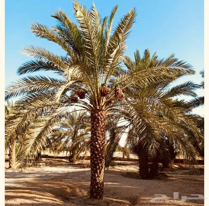 خلاص القصيم المميز انتاج 1447 1