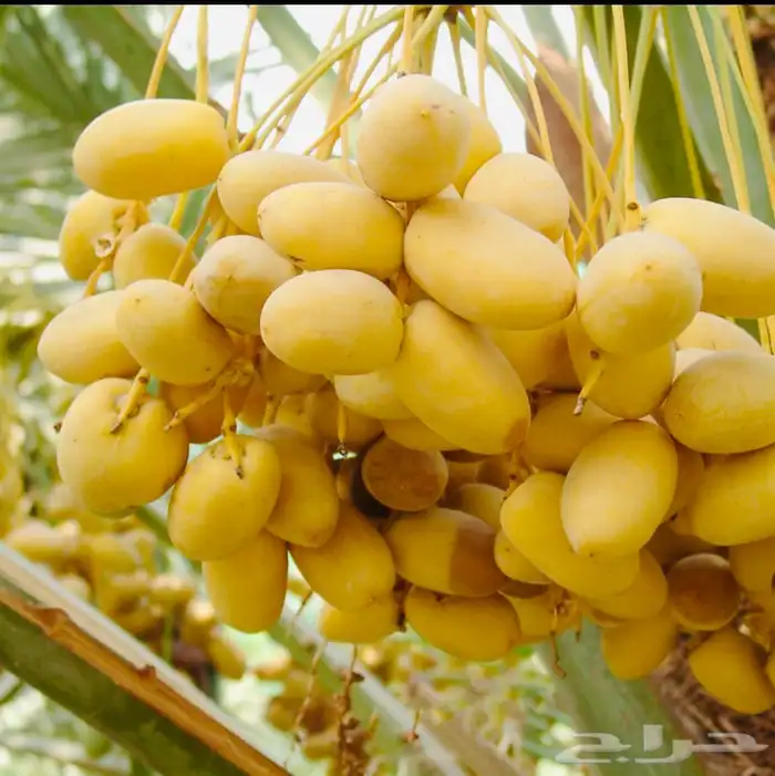 خلاص القصيم المميز انتاج 1447 2