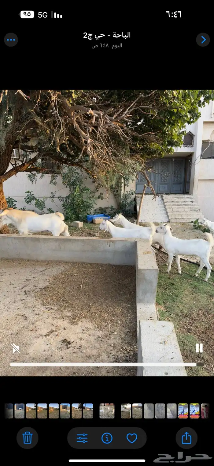 خمس معزا مطورات وجنوبية مع فحل منتج 1