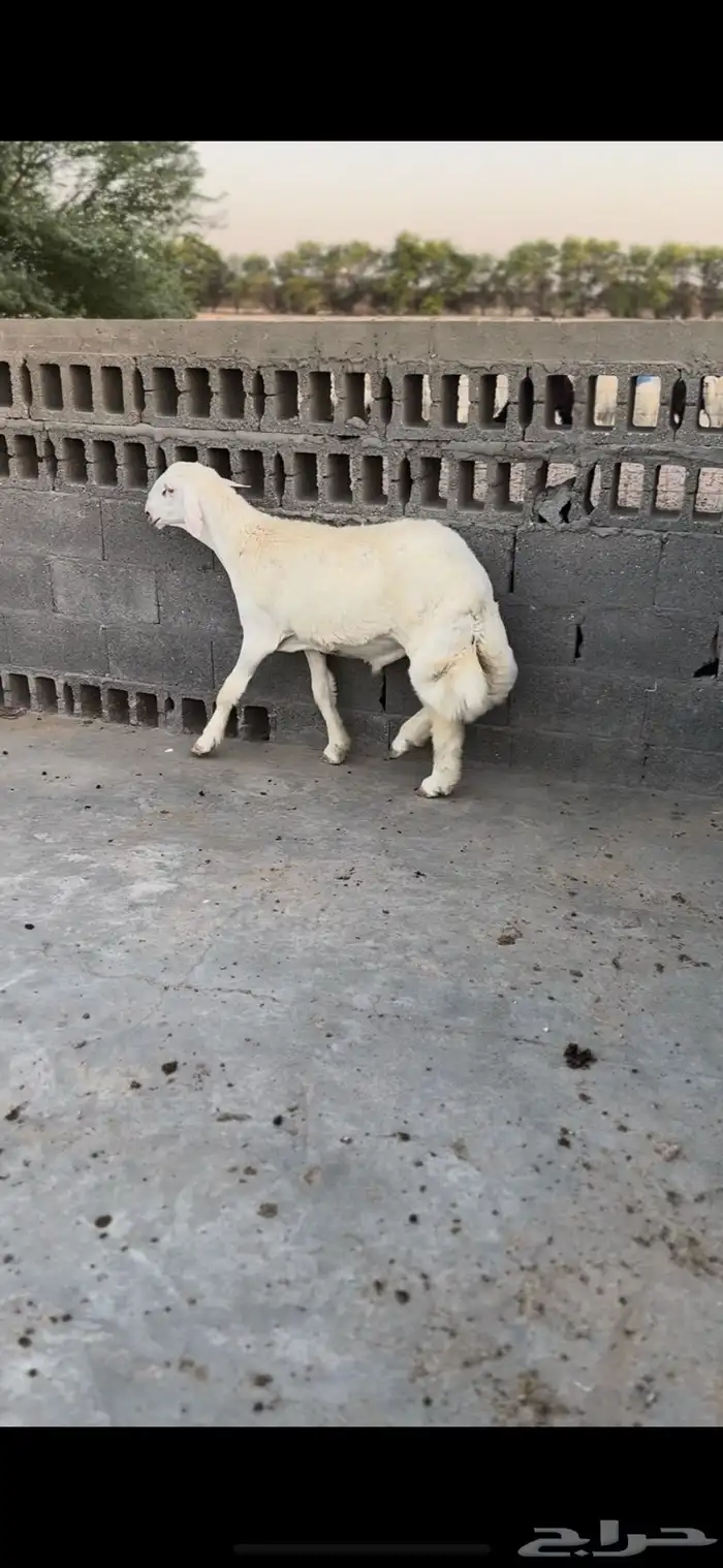 مشروع فحل 0